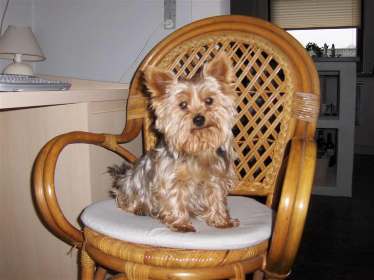 Yorkshire terrier Aladin - Mor elsker at tage billeder af mig. billede 4