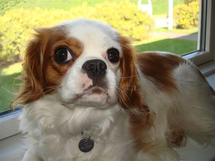 Cavalier king charles spaniel Fie - nuuurh(: billede 17