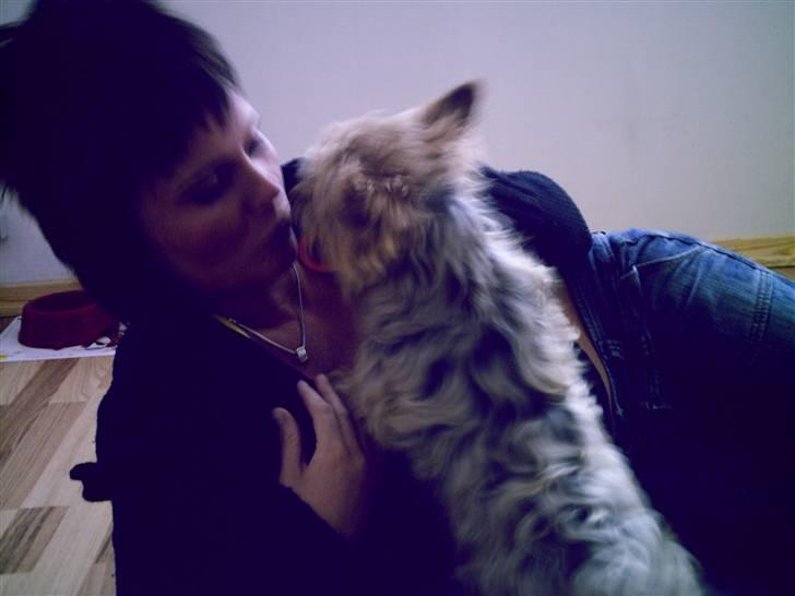 Yorkshire terrier Aladin - mor er den bedste billede 5