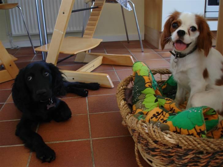 Cavalier king charles spaniel Fie - Fie og min kusines hund Buller. billede 18