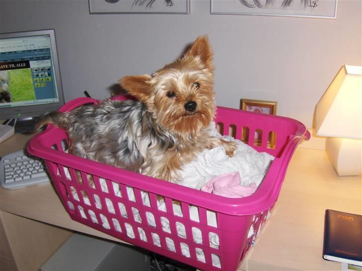 Yorkshire terrier Aladin - HJælper lige mor med vasketøjet, vi skal have det hængt ud nu:-) billede 6
