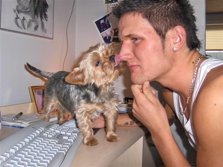 Yorkshire terrier Aladin - Elsker og kysse.... især dem jeg elsker. billede 7
