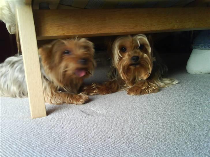 Yorkshire terrier Aladin - Ligger lige og holder pause, sammen med min bedste kammerat Carlo. Han er den eneste jeg gider lege med. vi er de bedste makker. Har os leget sammen siden vi var helt lille. ER os Carlo som jeg boede ved i en kort periode. billede 8