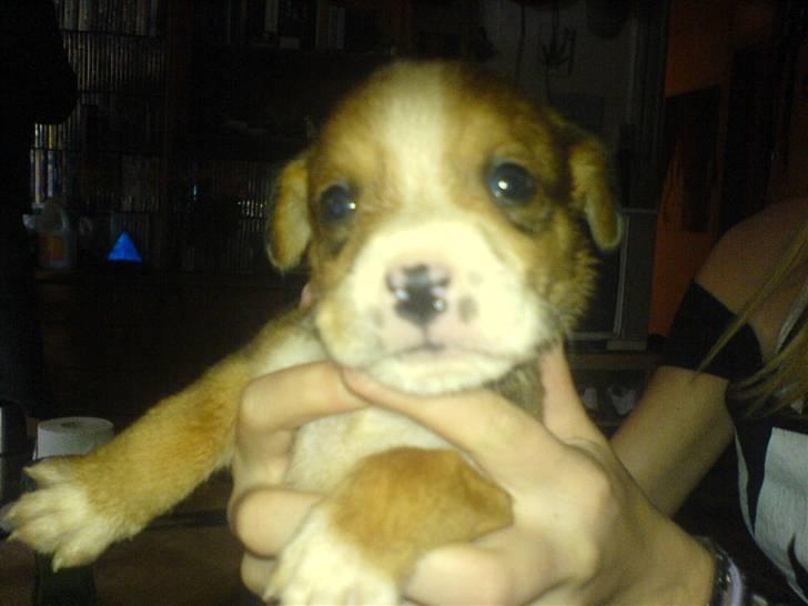 Blanding af racer trunte væk;'( - ja trunte som helt lille hvalp det er et par dage siden billede 1