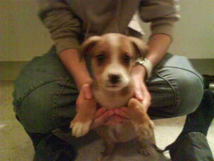 Blanding af racer trunte væk;'( billede 2