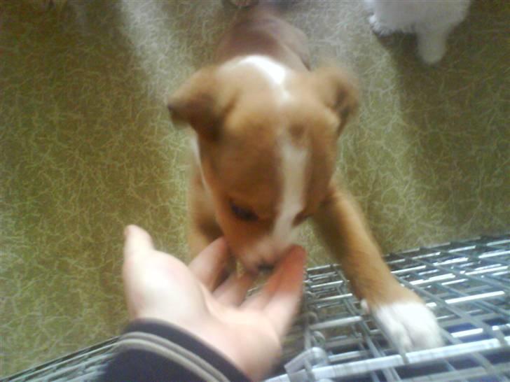 Blanding af racer trunte væk;'( billede 3