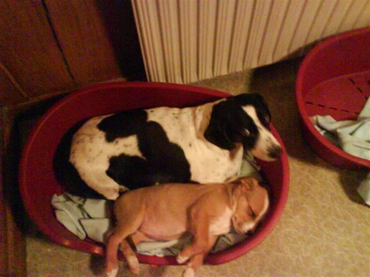 Blanding af racer trunte væk;'( - ja hun omgås fint andre også når der skal soves billede 4