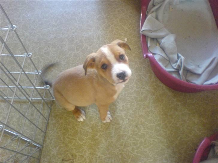 Blanding af racer trunte væk;'( billede 5