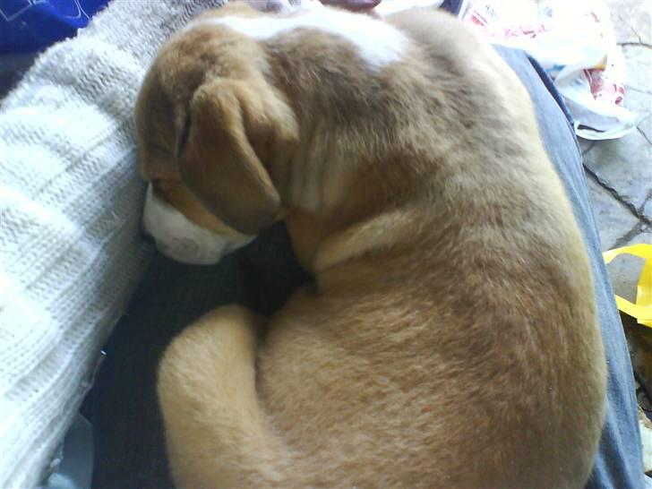 Blanding af racer trunte væk;'( - og her tager vi lige en lur på far´s skød billede 6