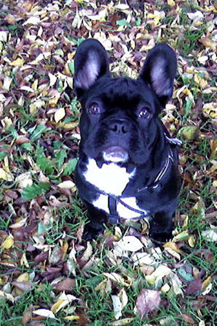 Fransk bulldog Orla R. I. P  - Smukke Orla i efterårsblade... billede 6