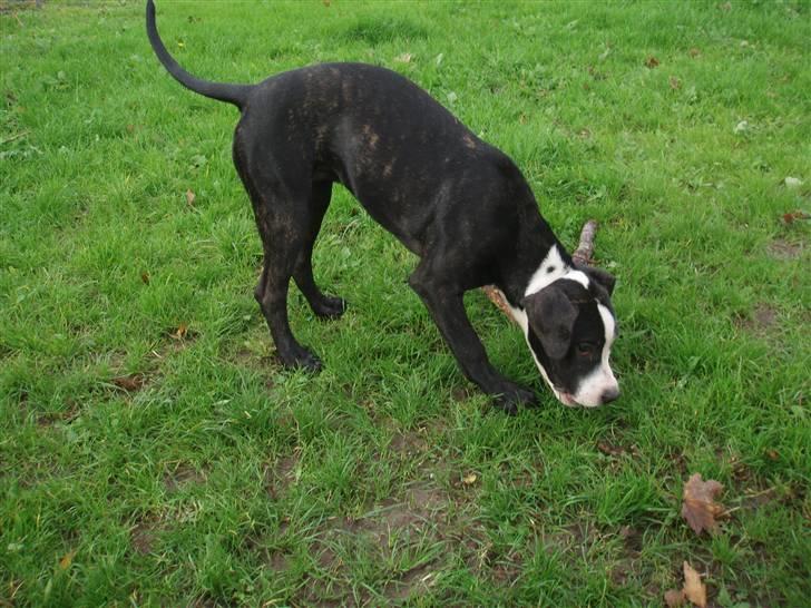 Blanding af racer Diva død billede 12