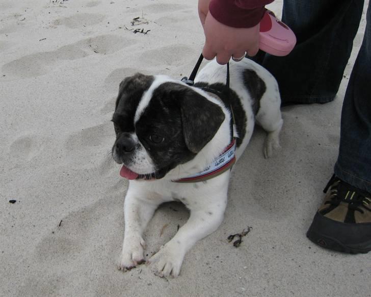 Blanding af racer Coco (21.05.07 - 01.05.19)  - jeg er på stranden med min mor og Lise, og min søster Mille er her også...26/04/08 billede 12