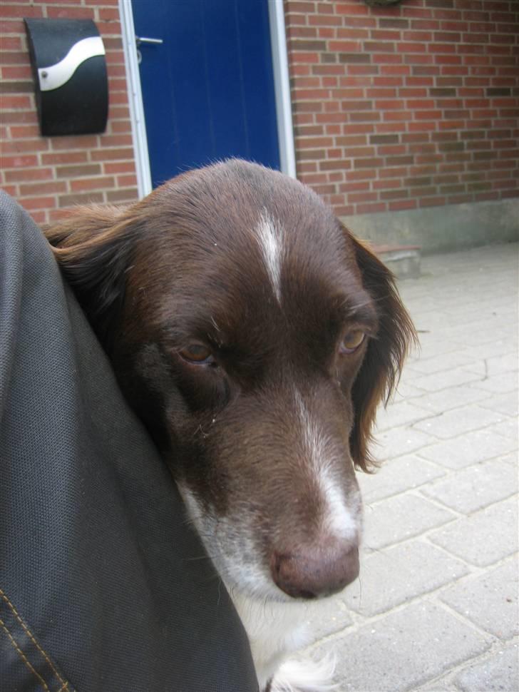 Kleiner münsterländer Tasha - træt det er jeg! billede 17