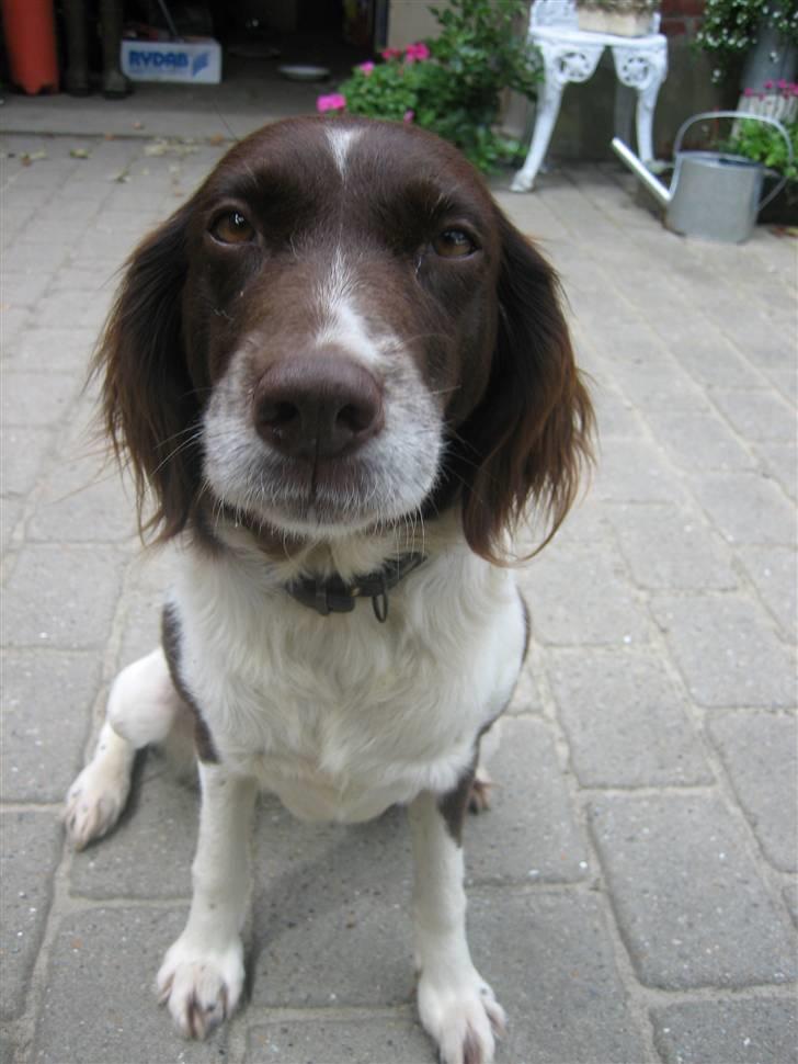 Kleiner münsterländer Tasha billede 18