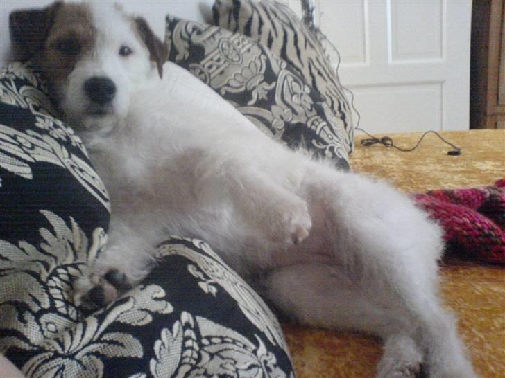 Parson russell terrier Luna billede 1