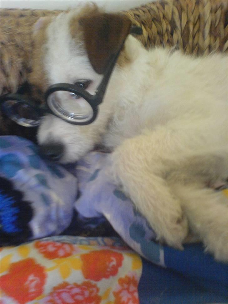 Parson russell terrier Luna billede 2