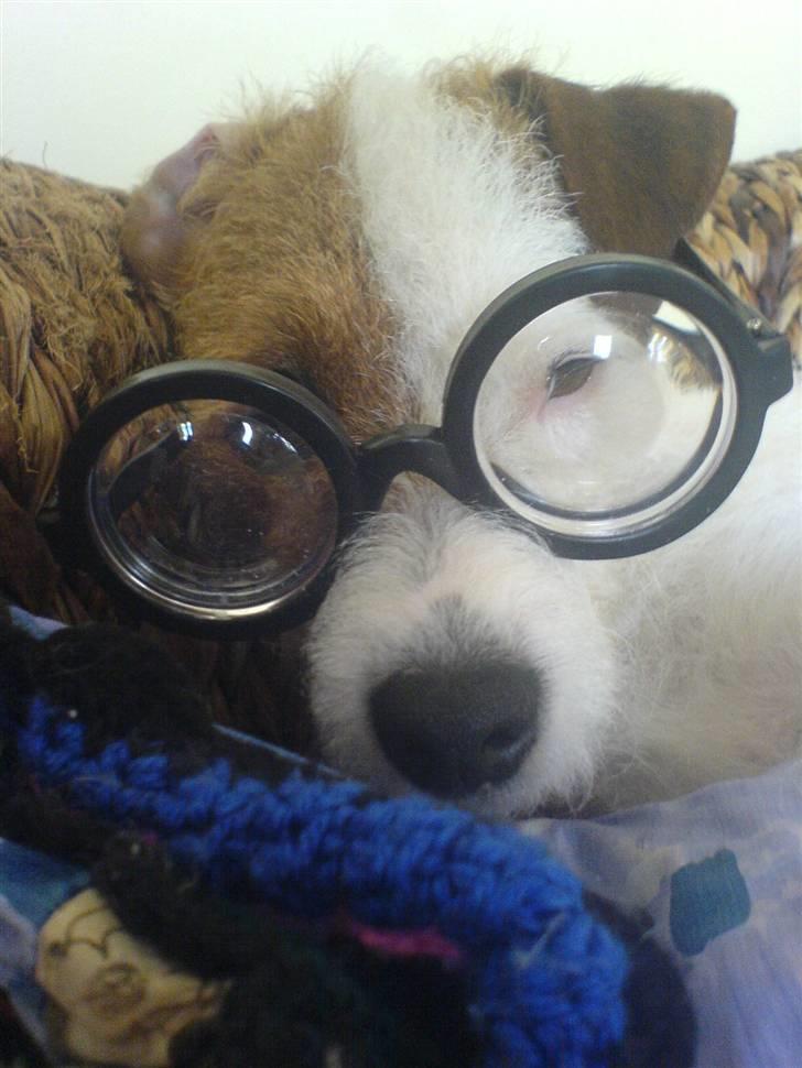 Parson russell terrier Luna billede 3