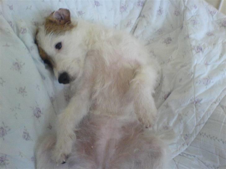 Parson russell terrier Luna billede 4