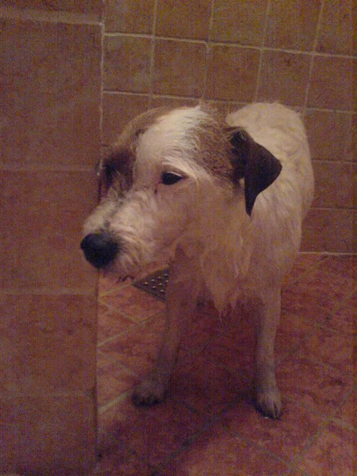 Parson russell terrier Luna billede 5