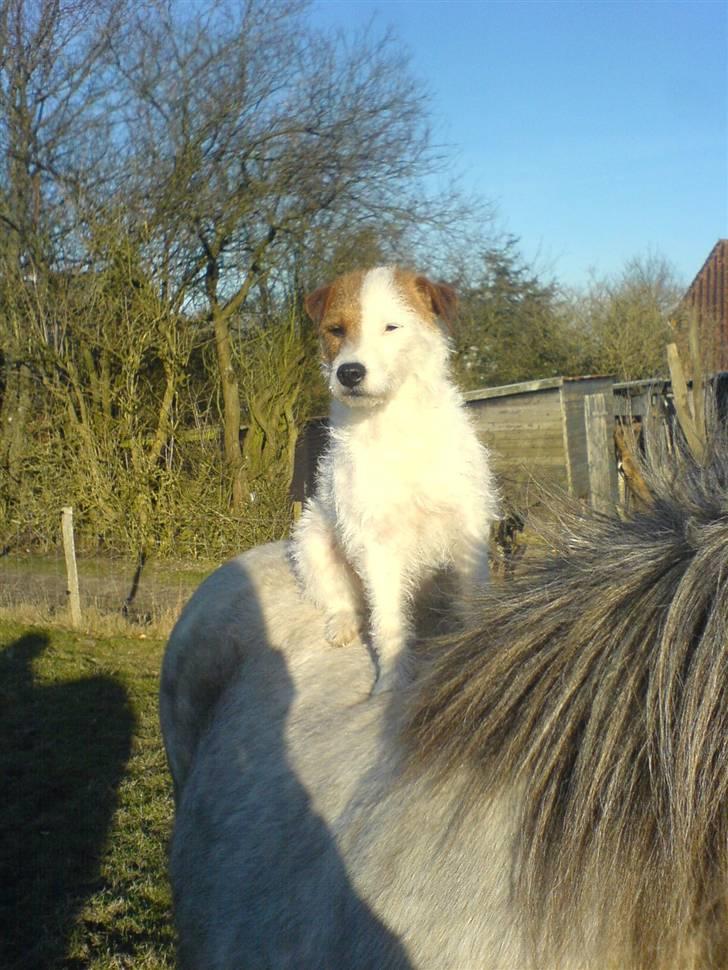 Parson russell terrier Luna billede 6