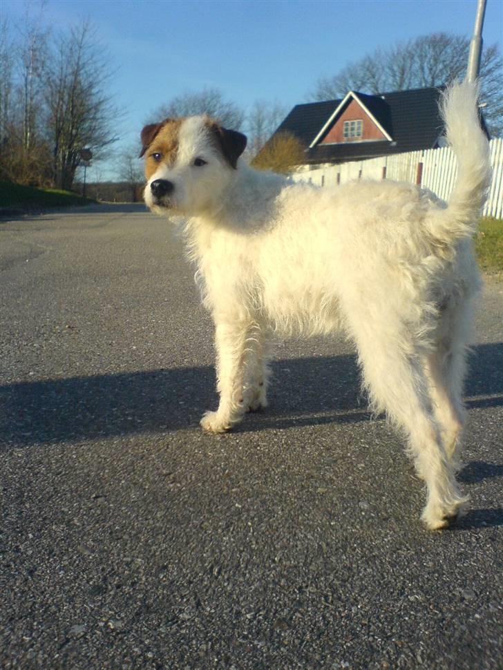 Parson russell terrier Luna billede 7