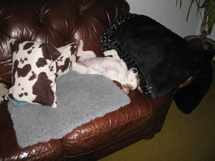 Parson russell terrier Luna billede 8