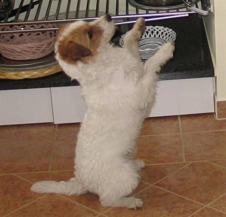 Parson russell terrier Luna billede 9