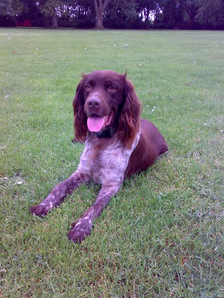 Kleiner münsterländer Tikka billede 2