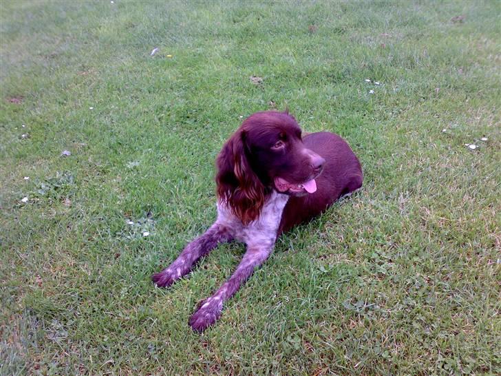 Kleiner münsterländer Tikka billede 3