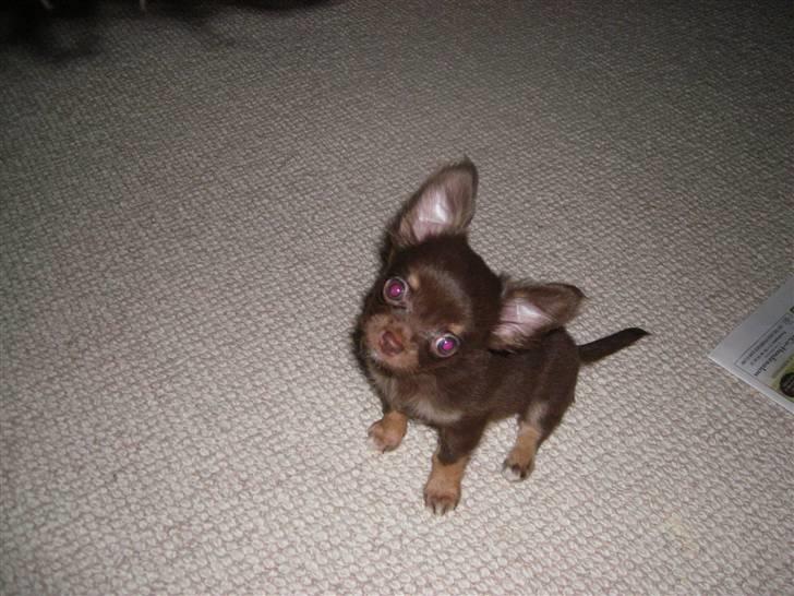 Chihuahua Troy billede 1