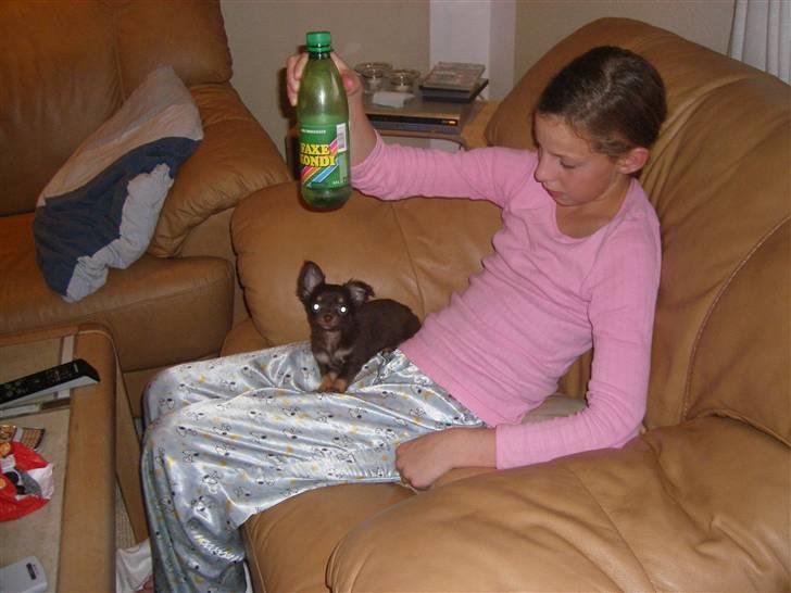 Chihuahua Troy billede 2