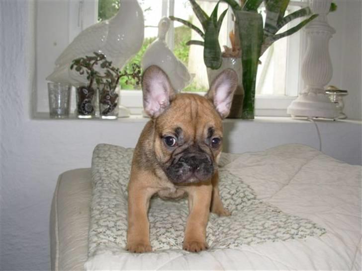 Fransk bulldog Lui Aimeé Asti - Er jeg ikke bare sød??? billede 5