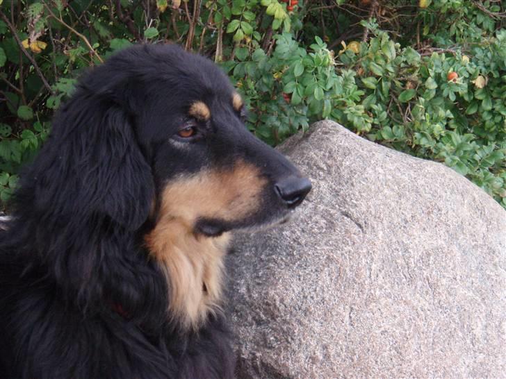 Hovawart Holley billede 5