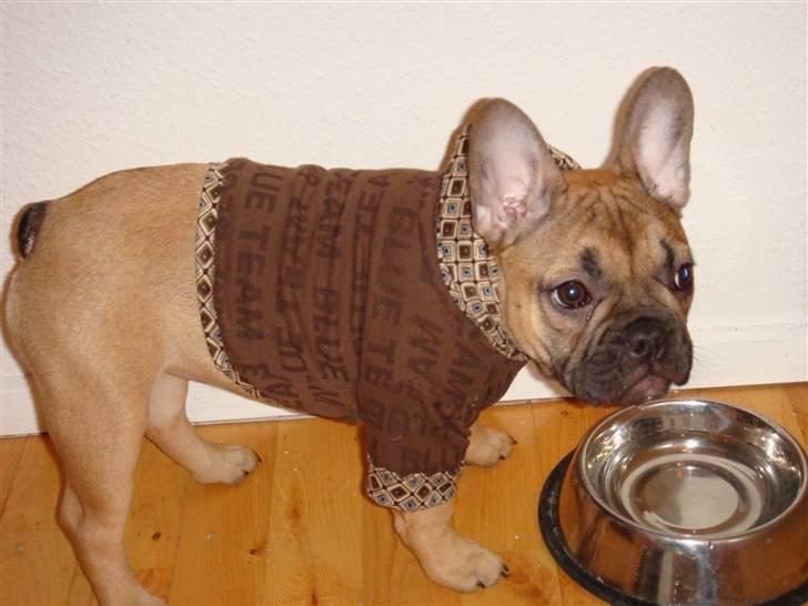 Fransk bulldog Lui Aimeé Asti - Får man snart noget mad eller hvad? billede 6