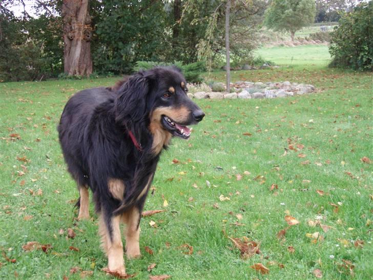 Hovawart Holley billede 6