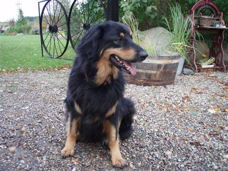 Hovawart Holley billede 7