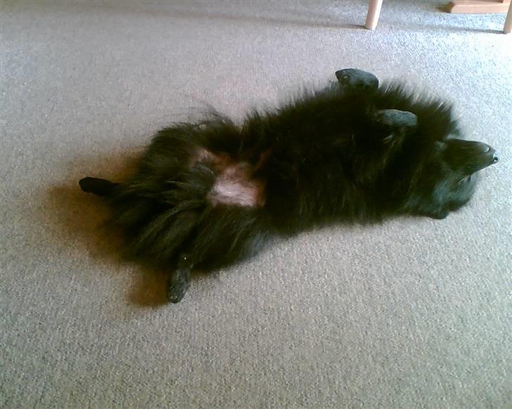 Pomeranian Terkel R.I.P - hygge!!! billede 13