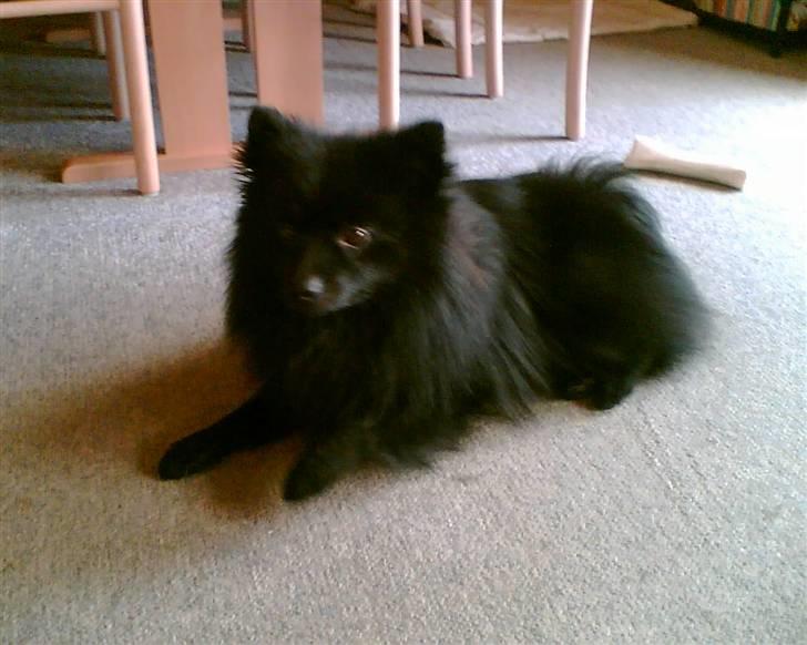 Pomeranian Terkel R.I.P - Ligger lige og ser TV billede 14