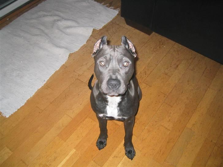 Amerikansk staffordshire terrier Perle billede 1