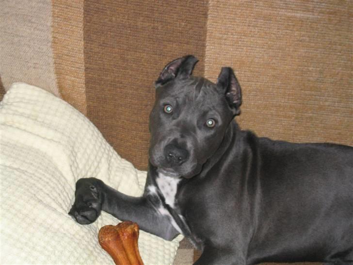 Amerikansk staffordshire terrier Perle - hmmm... billede 2