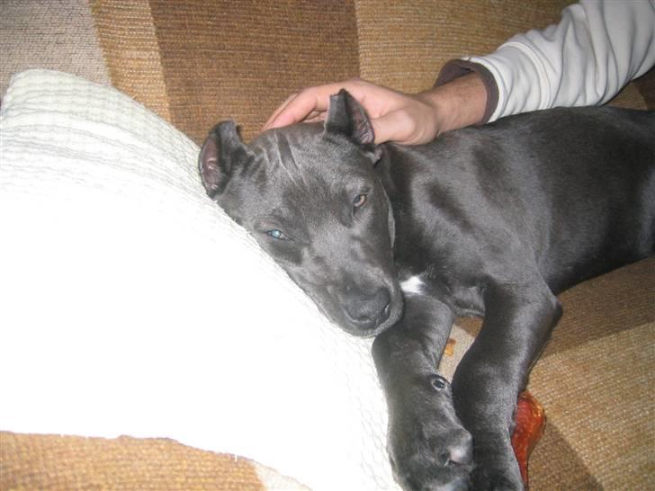 Amerikansk staffordshire terrier Perle - smuk tøz. billede 3