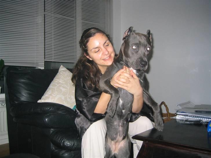 Amerikansk staffordshire terrier Perle - Slip mig mor... NU billede 4