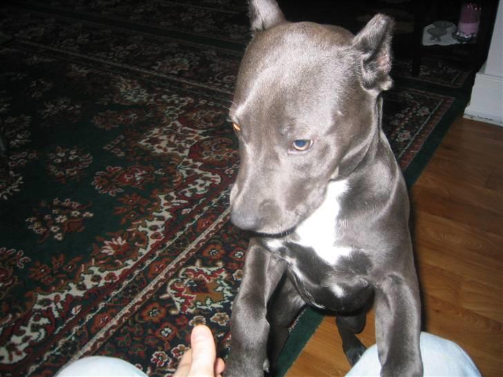 Amerikansk staffordshire terrier Perle - WoooW billede 5