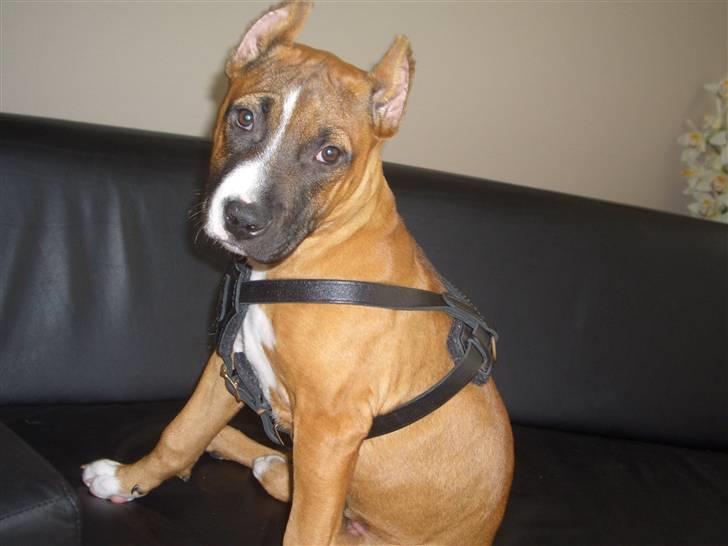 Amerikansk staffordshire terrier chanel  billede 1