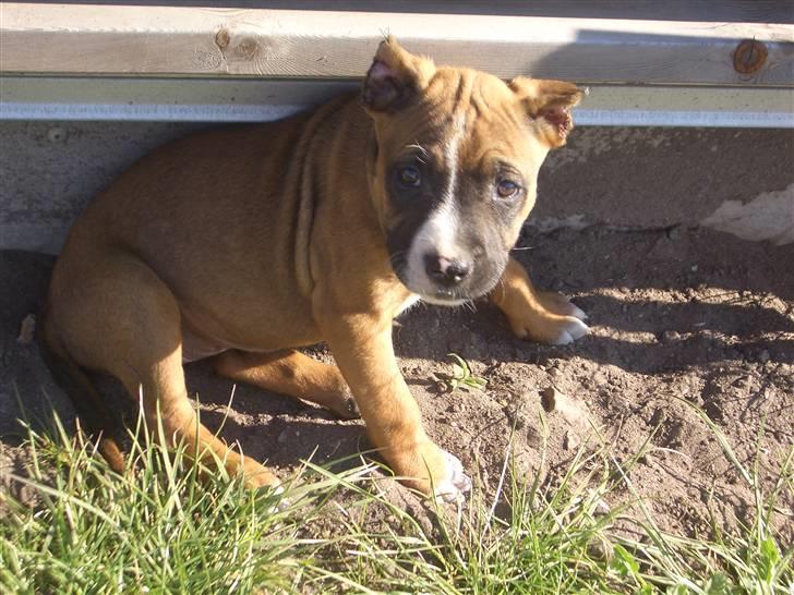 Amerikansk staffordshire terrier chanel  billede 2