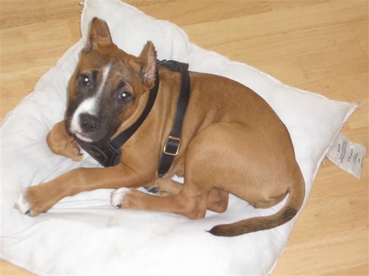 Amerikansk staffordshire terrier chanel  billede 3