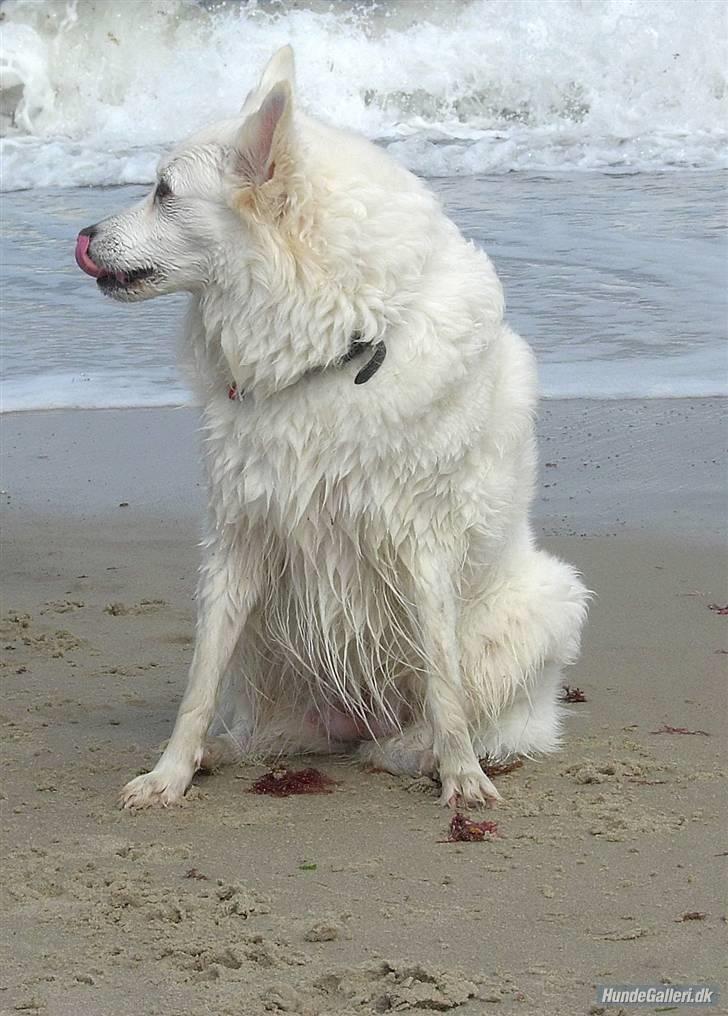 Dansk Spids Zif ( død d. 13 august 2013 ) - En tur ved havet....nam nam billede 5