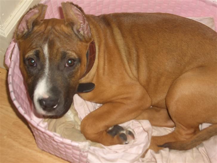 Amerikansk staffordshire terrier chanel  billede 5