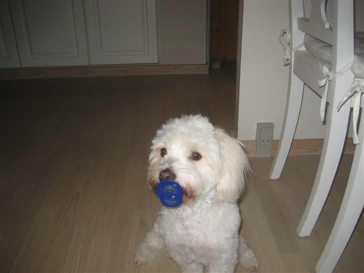 Coton de tulear Marni Dalbox Coton Unique - Dejligt med en sut =D billede 10