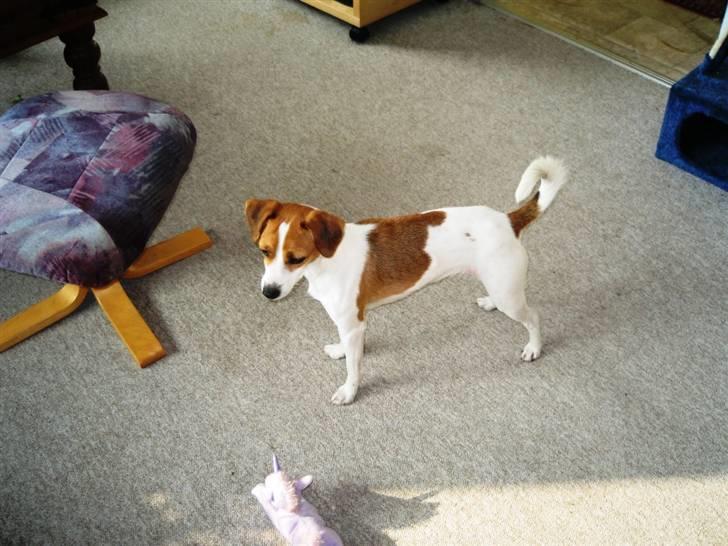Jack russell terrier Tess - 19. Marts 2009 billede 19